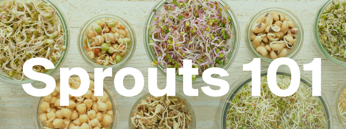 Our Modern Eco-Friendly Solution for Growing Your Own Sprouts