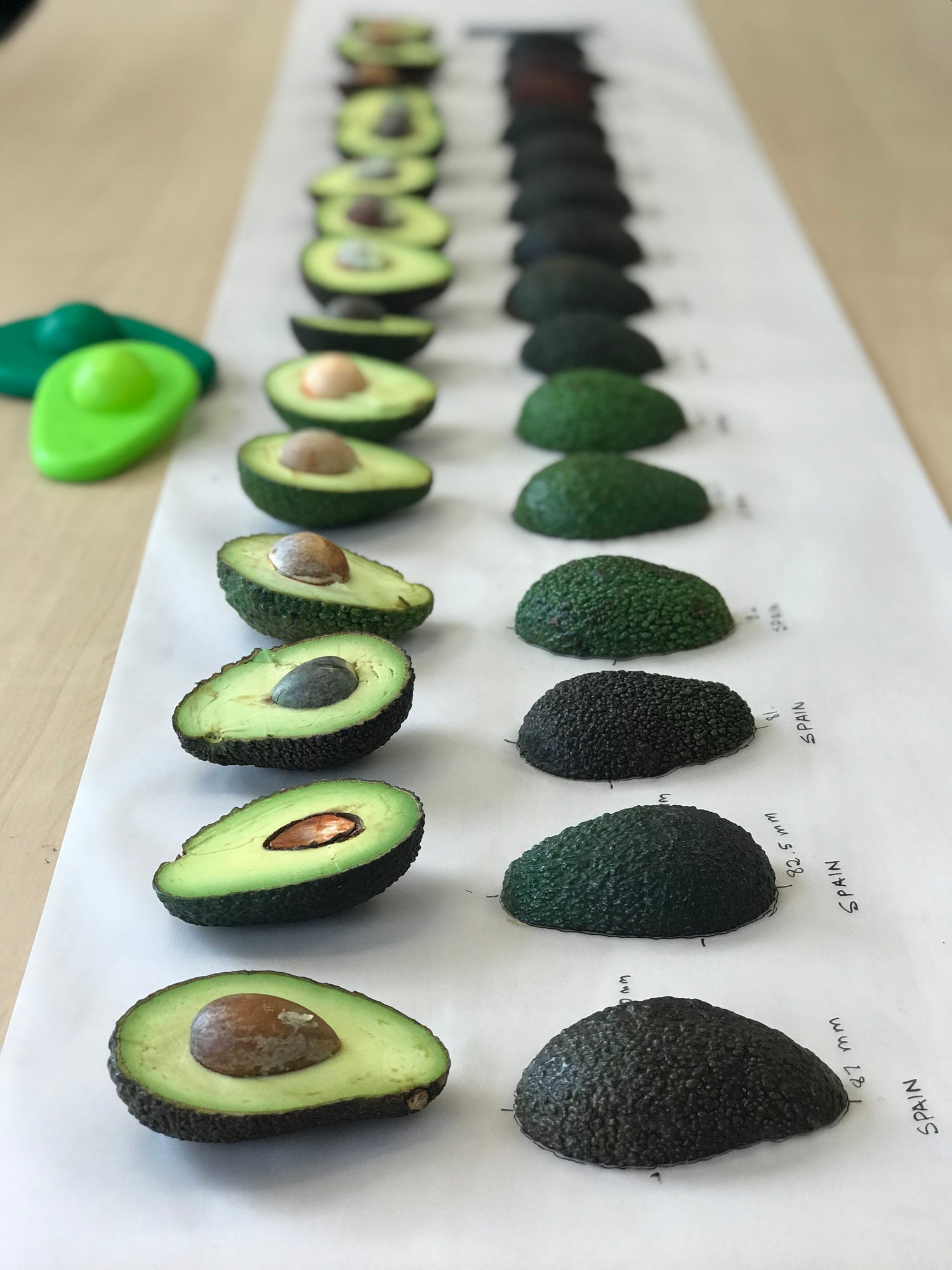 Testing Avocado Hugger to define the best 2 sizes who fit the average avocado