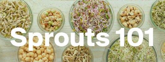 Our Modern Eco-Friendly Solution for Growing Your Own Sprouts
