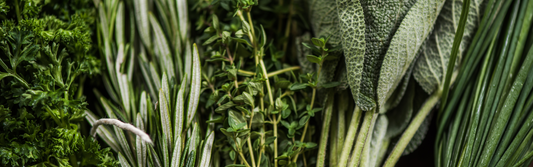 How to store herbs in the fridge with Food Huggers