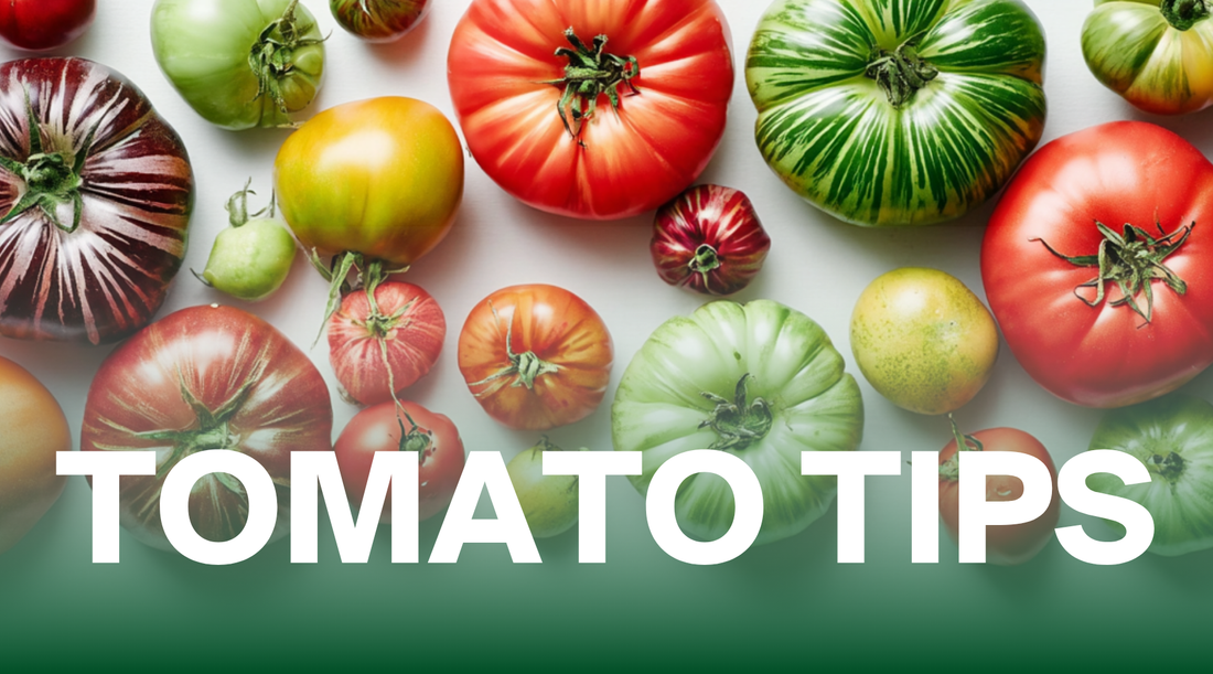 How to Store Leftover Tomatoes (And Actually Keep Them Fresh)